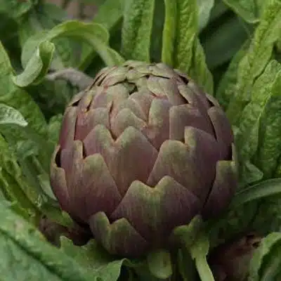 Pasta con Carciofi di Pietrelcina